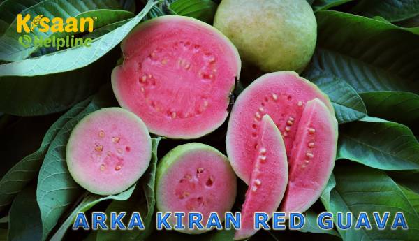 अर्का किरण अमरूद एफ1 हाइब्रिड की खेती करके सफलता अर्जित की